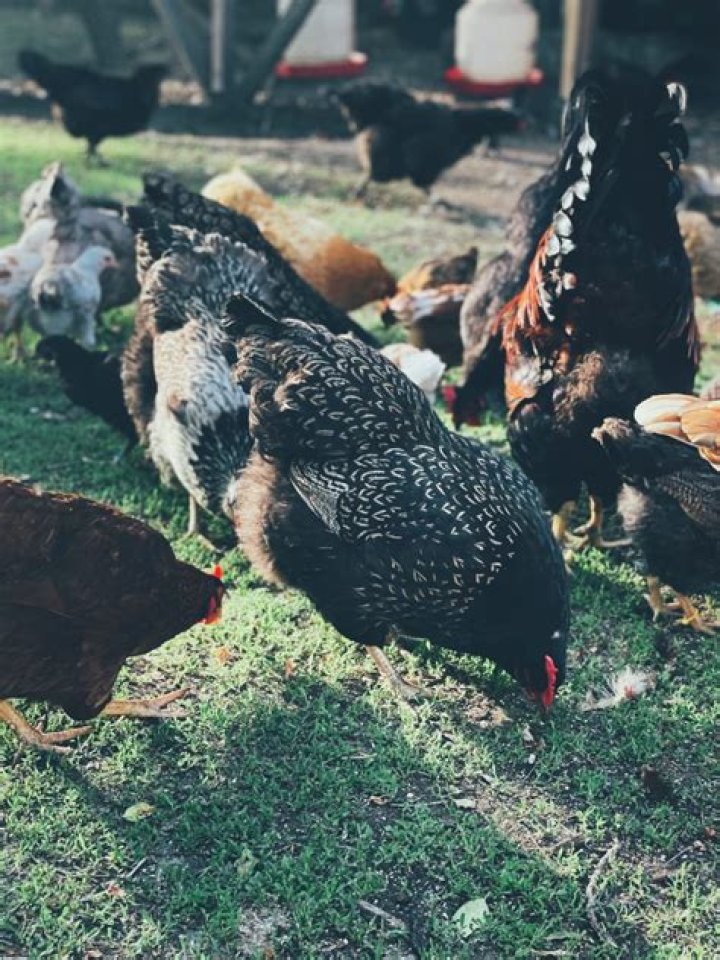 Will cockerels kill chickens?