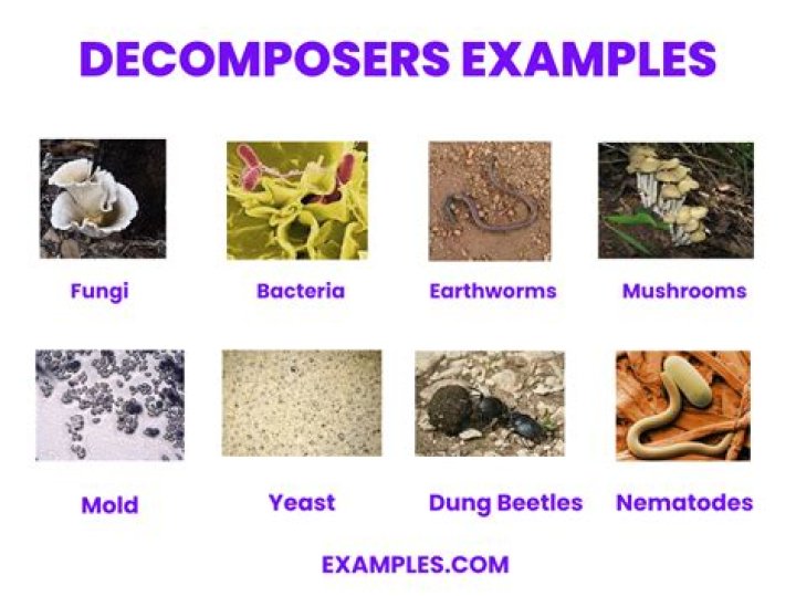 Will decomposers help plants?