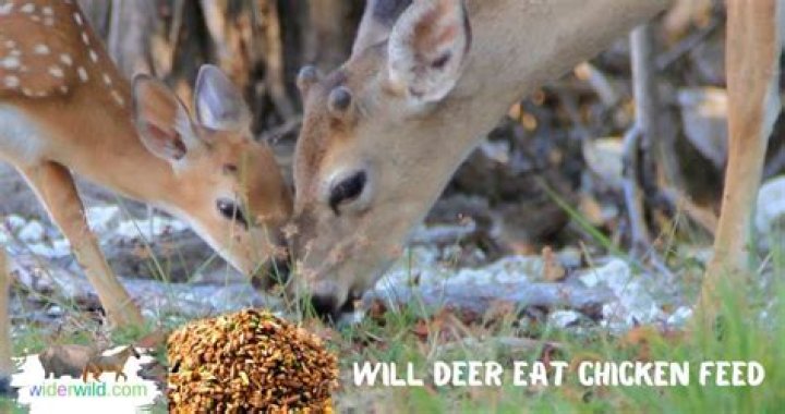 Will deer eat chicken feed?