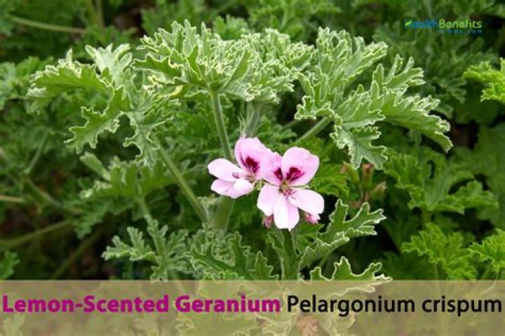 Will deer eat scented geranium?