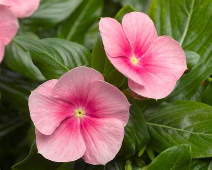 Will deer eat vinca?