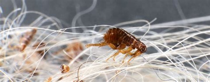 Will diatomaceous kill fleas?