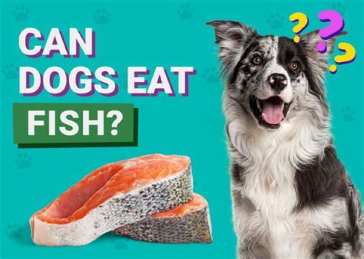 Will fish eat hot dogs?