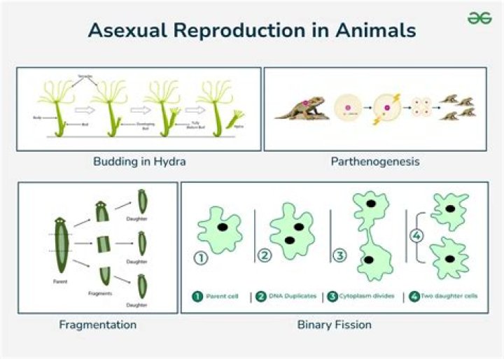 Will fungi reproduce sexually or asexually?