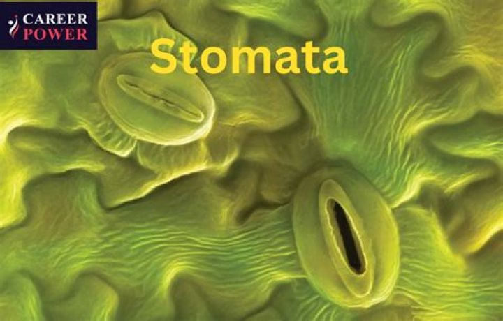 Will grass have stomata?