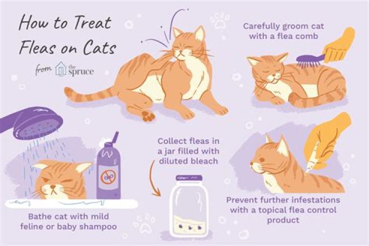 Will groomers take a cat with fleas?