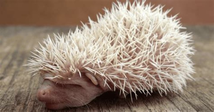 Will hedgehog quills grow back?