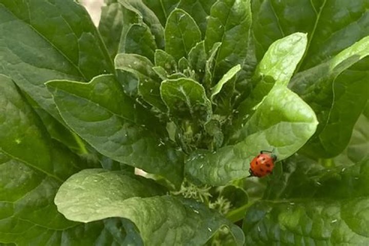 Will horticultural oil kill ladybugs?