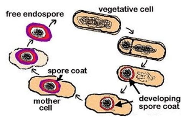 Will incineration kill endospores?