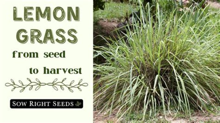 Will lemongrass come back?