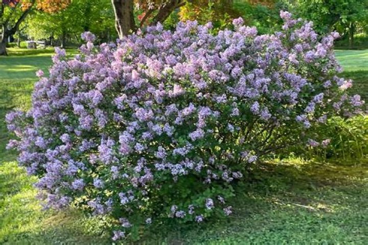 Will lilacs grow in florida?