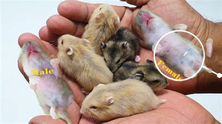 Will male hamsters fight?