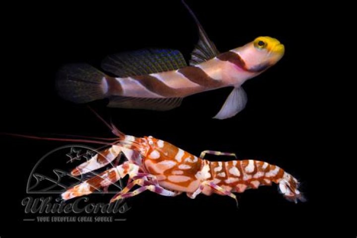 Will mandarin goby eat brine shrimp?