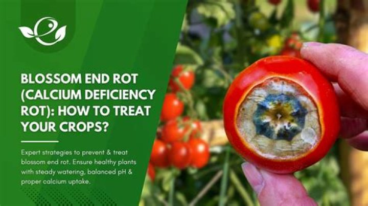 Will milk help blossom end rot?