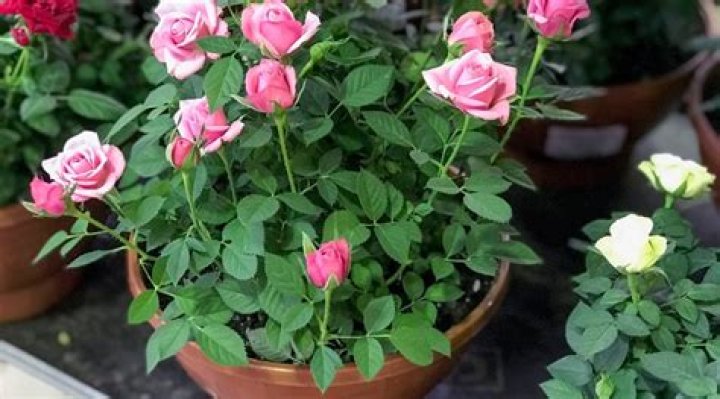 Will mini roses grow outdoors?