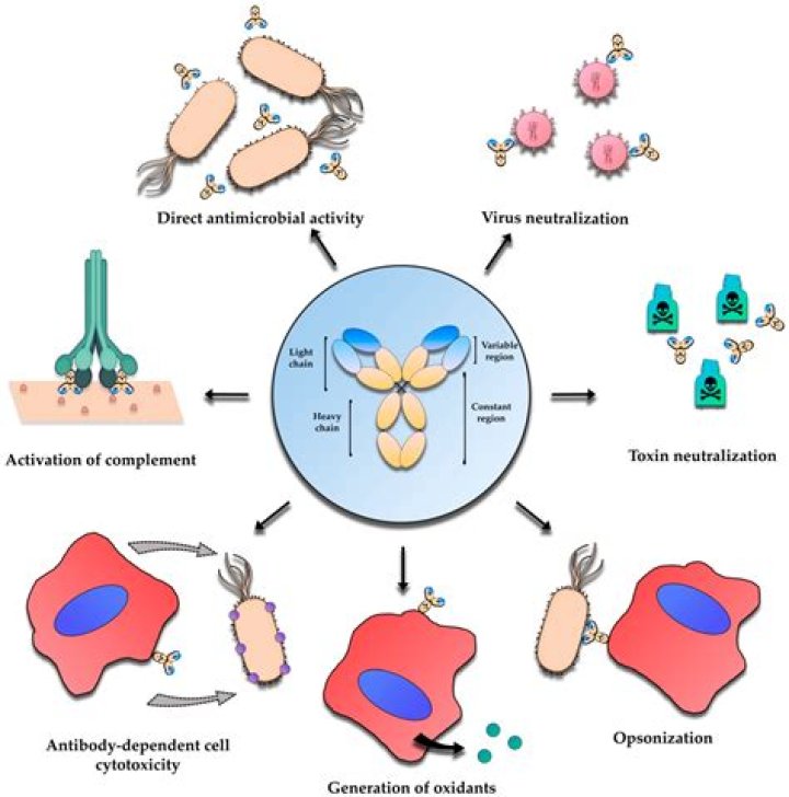 Will monoclonal antibodies cure covid?