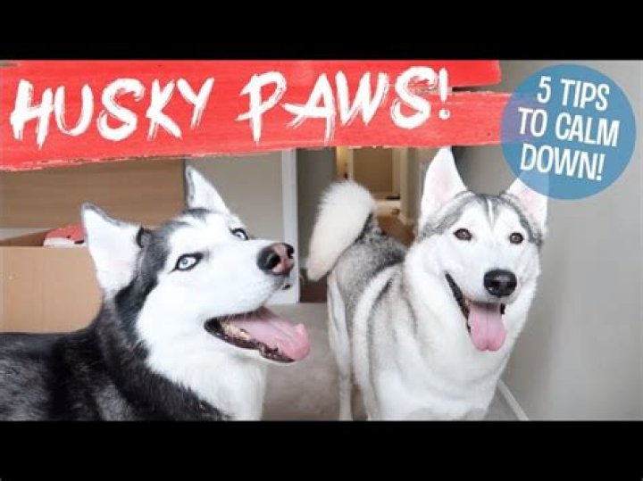 Will my husky ever calm down?