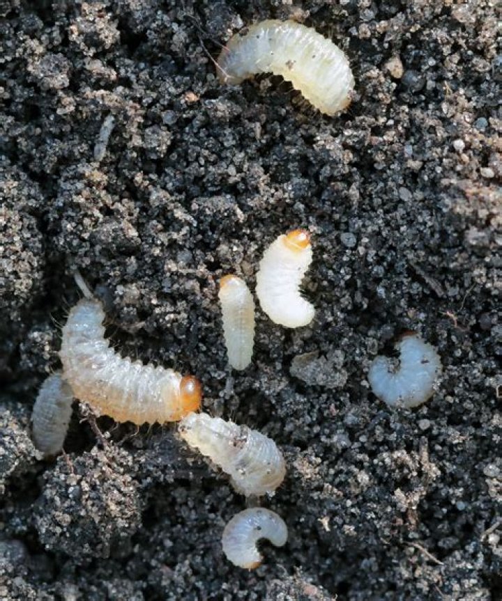 Will nematodes kill springtails?