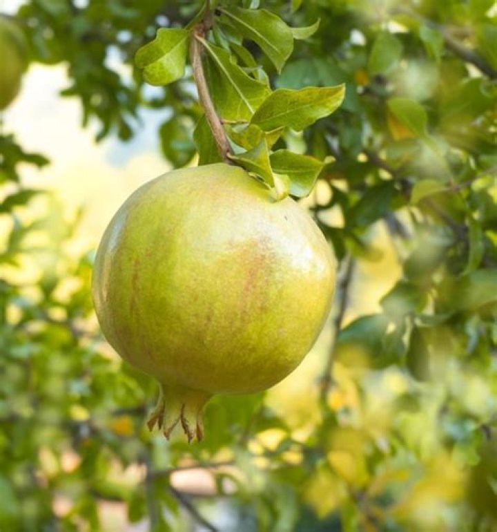 Will pomegranates ripen after picking?