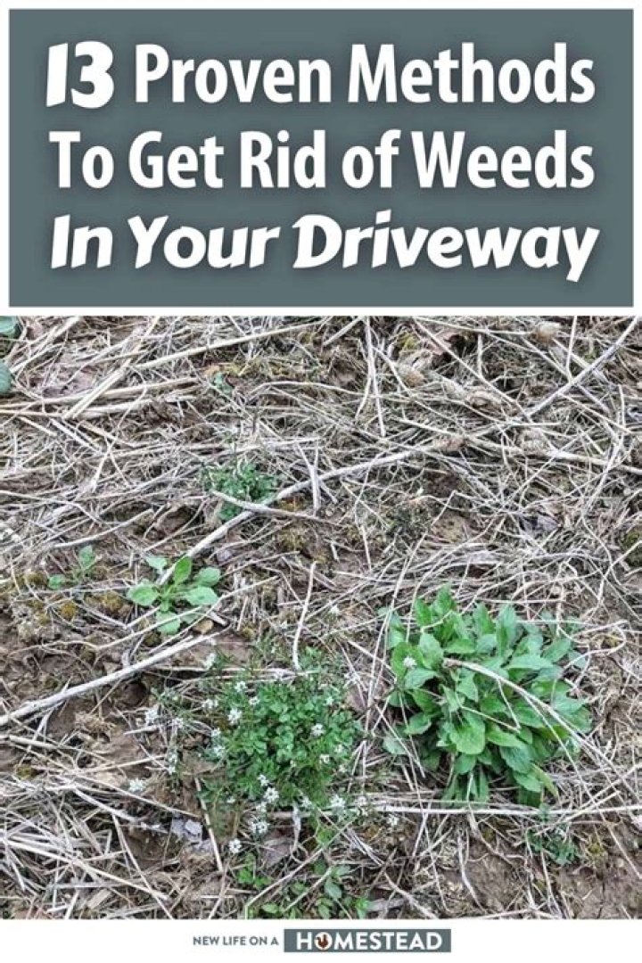 Will scarifying get rid of weeds?