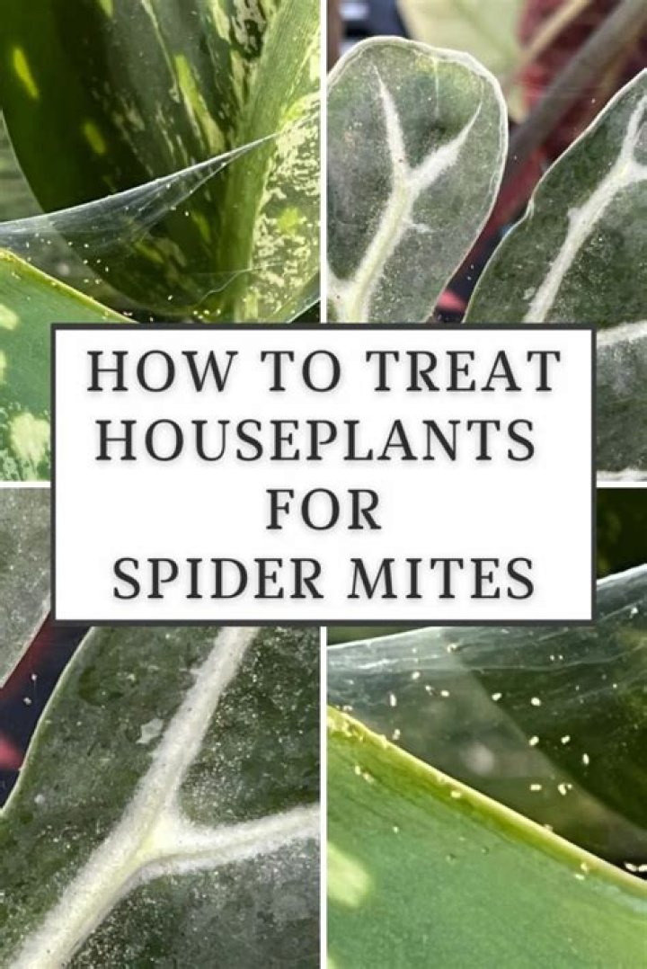 Will spider mites kill a plant?
