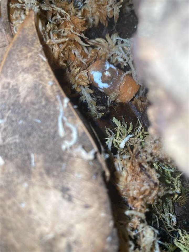 Will springtails eat mold?