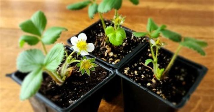 Will strawberry seeds grow?