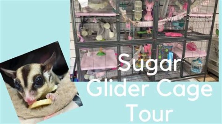 Will sugar gliders bite?