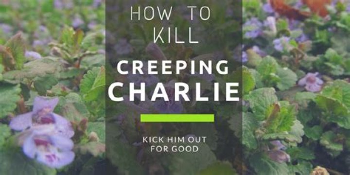 Will tenacity kill creeping charlie?