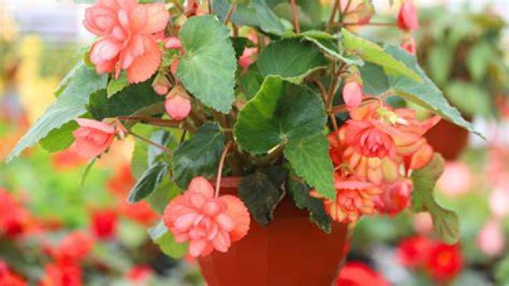 Will tuberous begonias grow in shade?