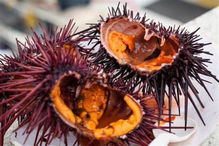 Will urchin eat chaeto?