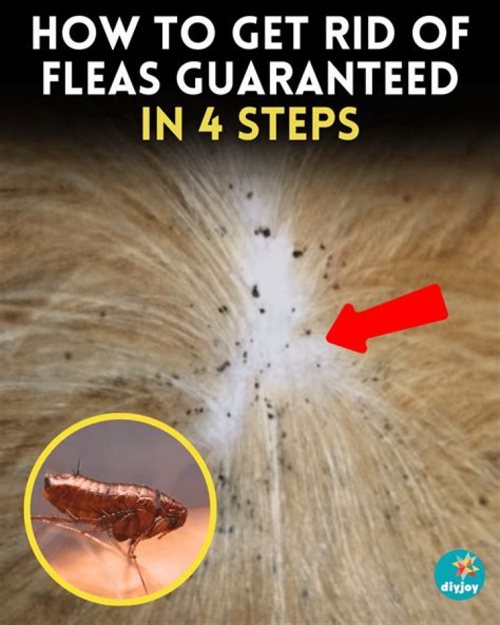 Will viper kill fleas?