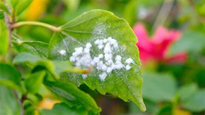 Will woolly aphids kill my tree?