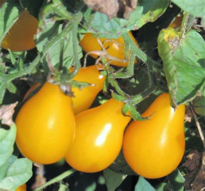 Will yellow tomatoes turn red?